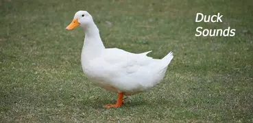 Duck Sounds