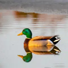 アヒルの鳴き声 アプリダウンロード