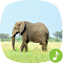 Appp.io - Elephant Sounds APK