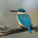 Eisvogel-Vogelgeräusche APK