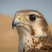 Appp.io - Hawk Sounds