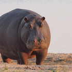 Hippo sounds icon