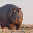 Hippo sounds