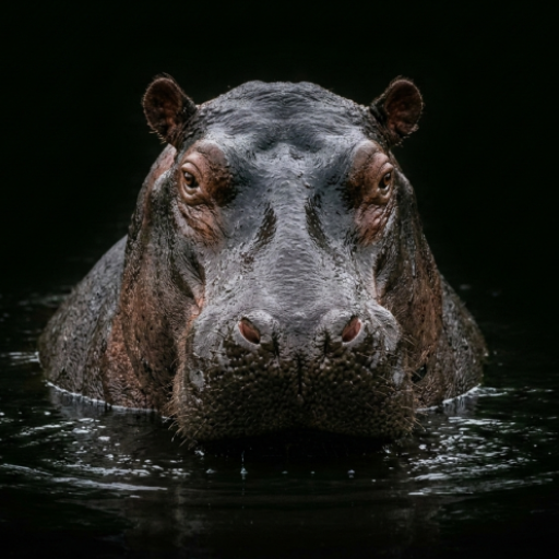 Hippo sounds