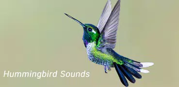 Hummingbird Sounds
