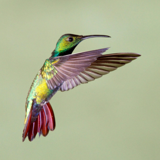 Appp.io - sonidos Hummingbird
