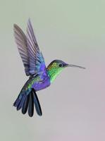 Sonidos de colibrí Poster