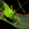 Insect Sounds APK