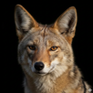 Jackal Sounds APK