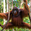 Orangutan sounds
