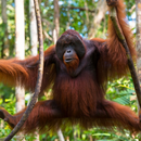 Orangutan sesleri APK