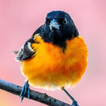 Pirol-Vogelstimmen
