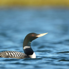 Loon Bird Sounds آئیکن