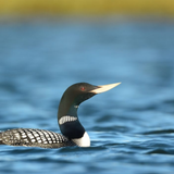Loon Bird Sounds icon