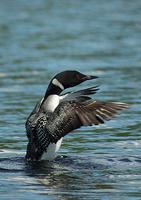 Loon Bird Sounds پوسٹر
