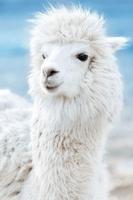 Appp.io - Llama geluiden-poster