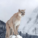 Puma- und Berglöwengeräusch APK