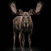 Moose Sounds APK