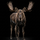 Appp.io - Moose Sesler APK