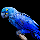 Ara-Vogelgeräusche Zeichen