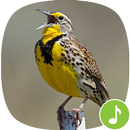 Appp.io - Meadowlark Vogelstim APK