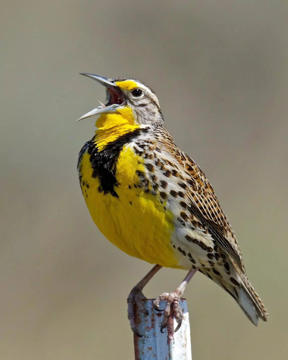 Appp.io - Meadowlark bird sounds for Android - APK Download