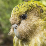 NZ Bird Sounds