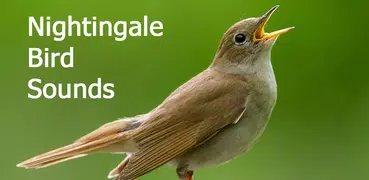 Nightingale Sounds