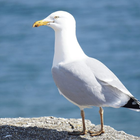 Möwenvogelgeräusche Zeichen