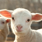 Appp.io - Bunyi Sheep ikon