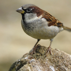Sparrow Bird Sounds icône