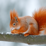 Squirrel Sounds icon