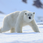 Appp.io - Polar Bear geluiden-icoon