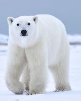 Appp.io - Polar Bear geluiden-poster