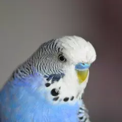 Parakeet Sounds APK download