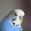 Parakeet Sounds