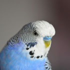 Appp.io - Âm thanh Parakeet biểu tượng