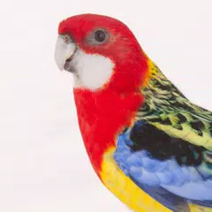 Appp.io - Parrot Sounds APK Herunterladen