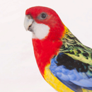 Appp.io - sons Parrot APK