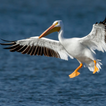 Pelikan Vogelgeräusche