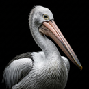 Pelikan Kuşu sesleri APK