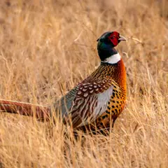 Pheasant Sounds XAPK download