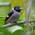 Philippine bird sounds icône