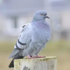 Pigeon Sounds XAPK download