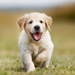 Appp.io - âm thanh Puppy
