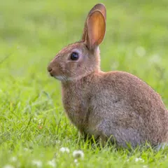 Rabbit Sounds XAPK Herunterladen