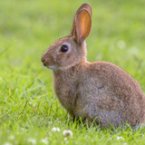 Rabbit Sounds icône