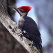 Woodpecker bird sounds