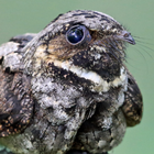 ウィップーウィルの鳴き声 アイコン