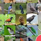 ikon Thailand Burung Suara